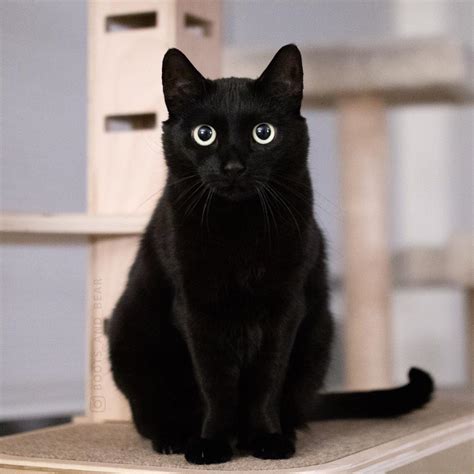 養黑貓注意事項